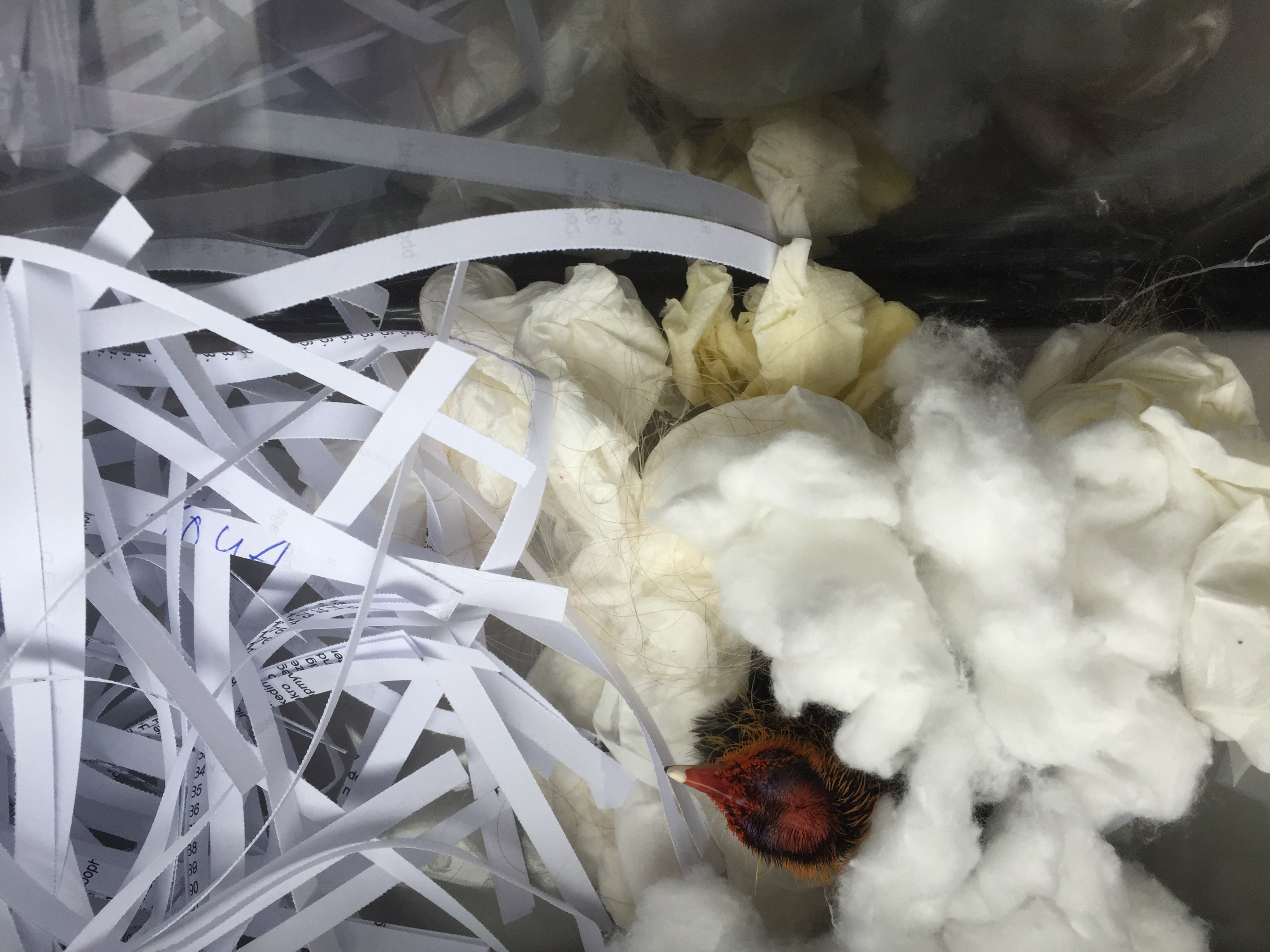 meerkoetje gered, hoe nu verder?